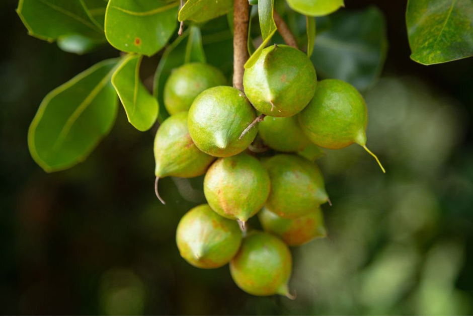 The beginners guide to cooking with macadamia nuts